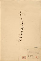 藏品(腰只花)的圖片